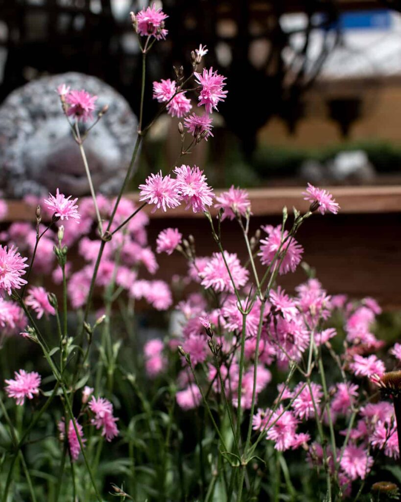 Gökblomster perenn