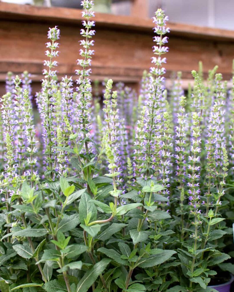 Stäppsalvia perenn