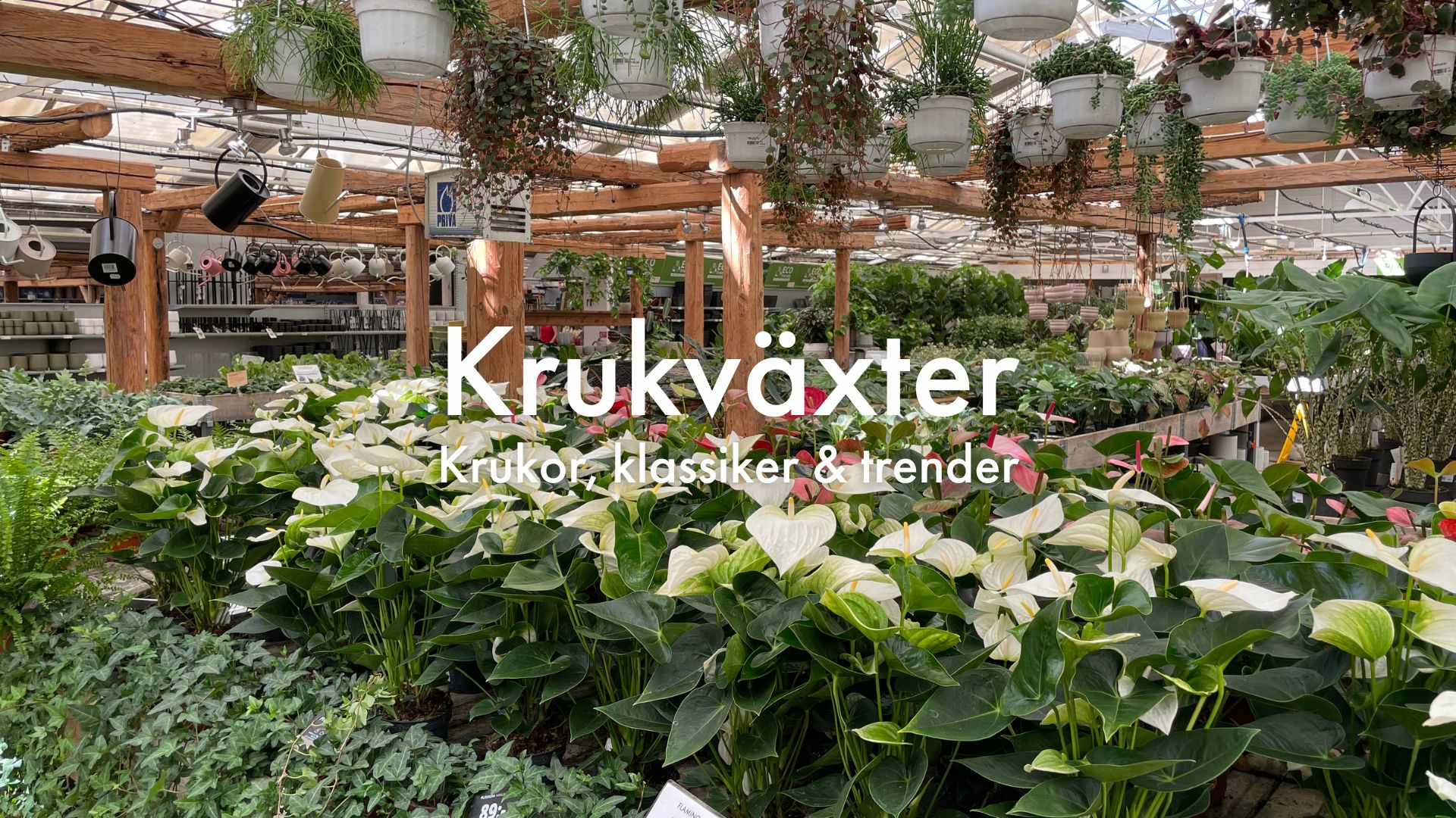 Växter, blommor, krukor och trendiga krukväxter på Vellingeblomman Skåne